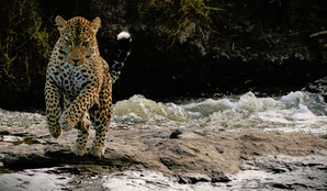 Leopard leap Logo.JPG