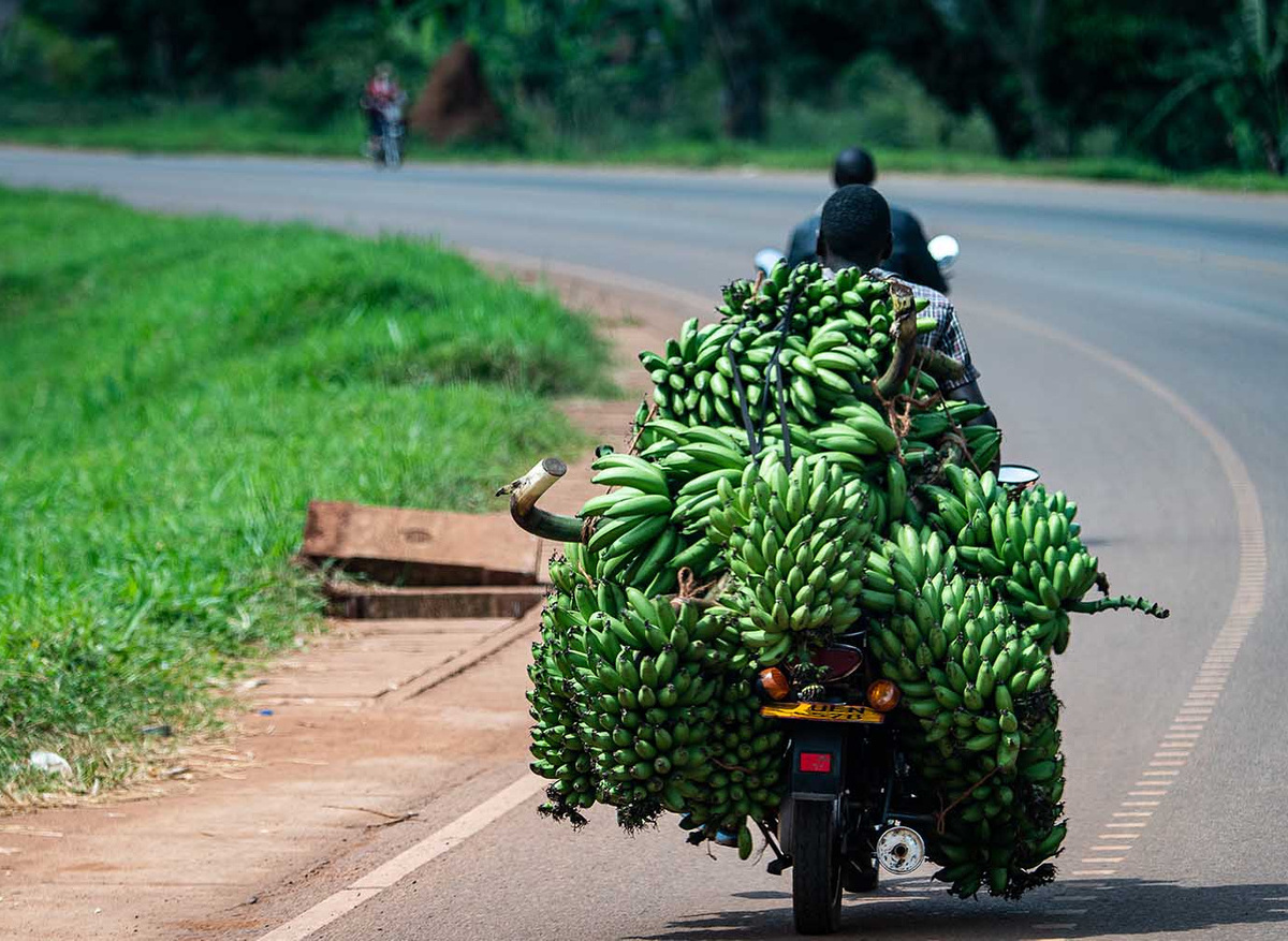 Local Man Transporting Matooke