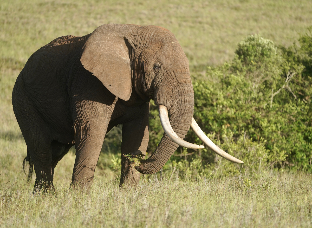 Elephant on Borana Conservancy 