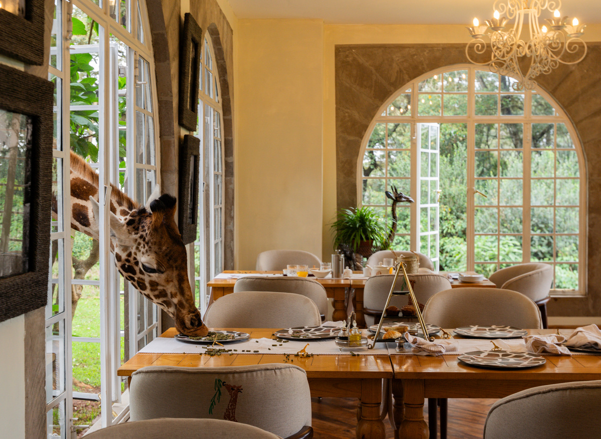 Giraffe popping in for treats