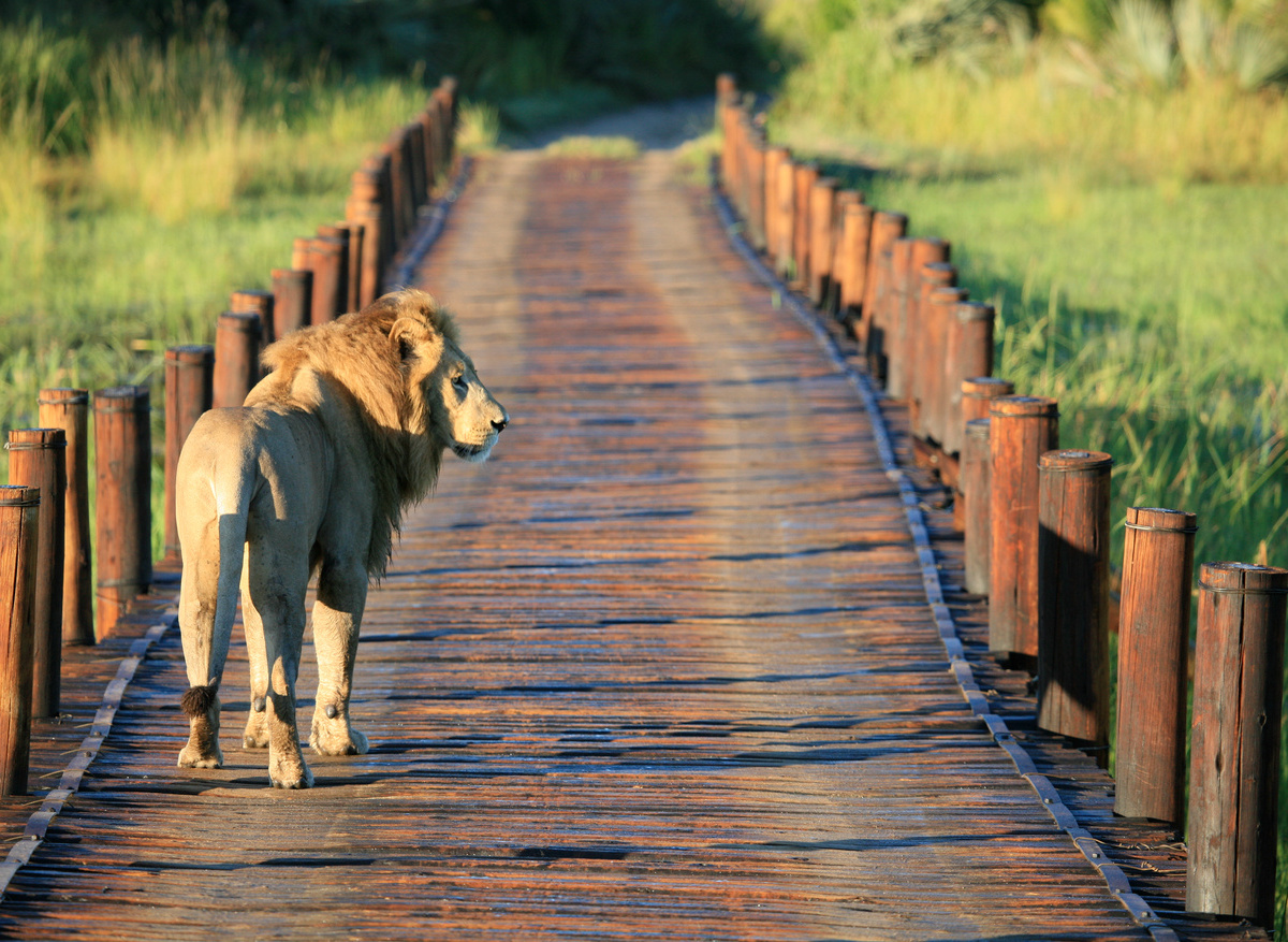 Lion Bridge Crossing