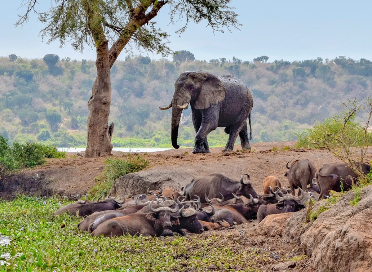 Big 5 Safari in East Africa