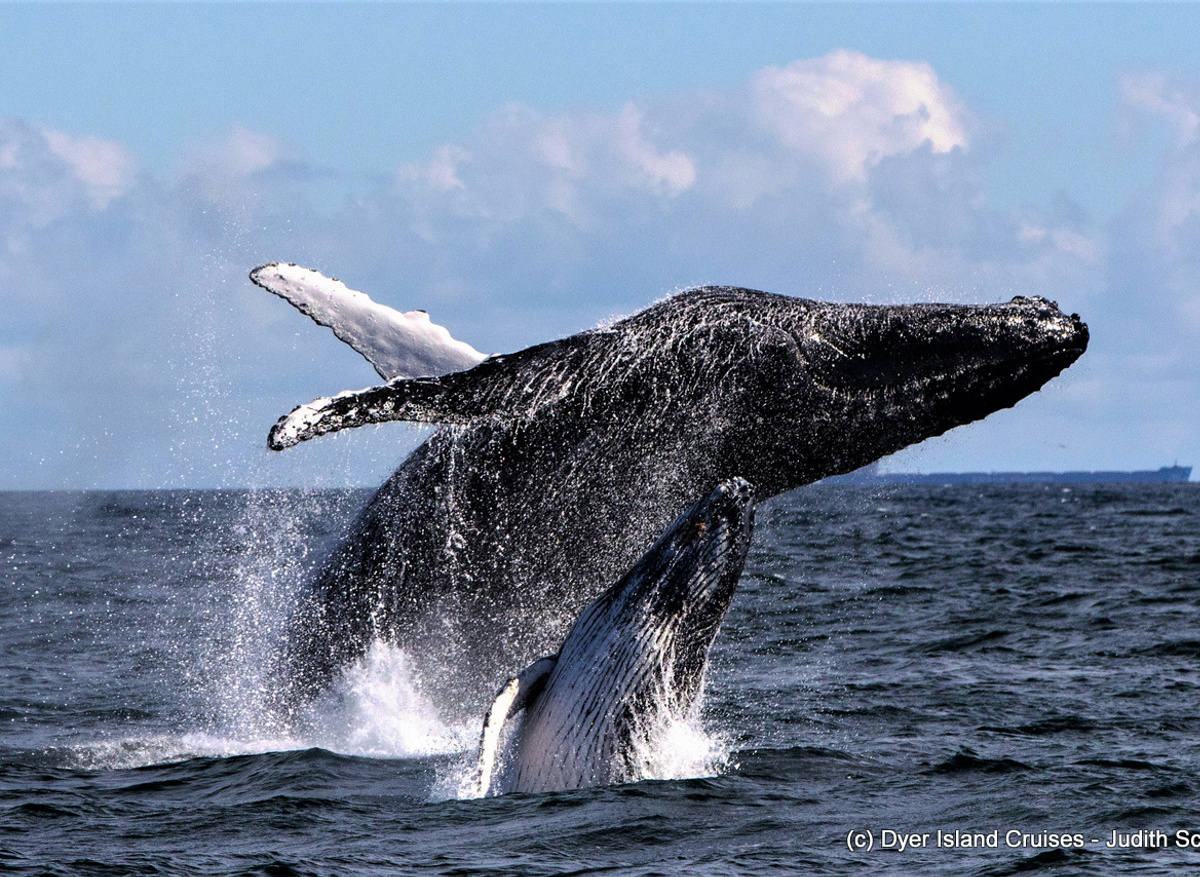 Humpback Whale and Calf