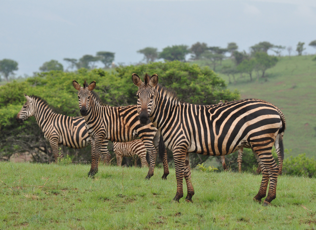 zebras after bath.jpg