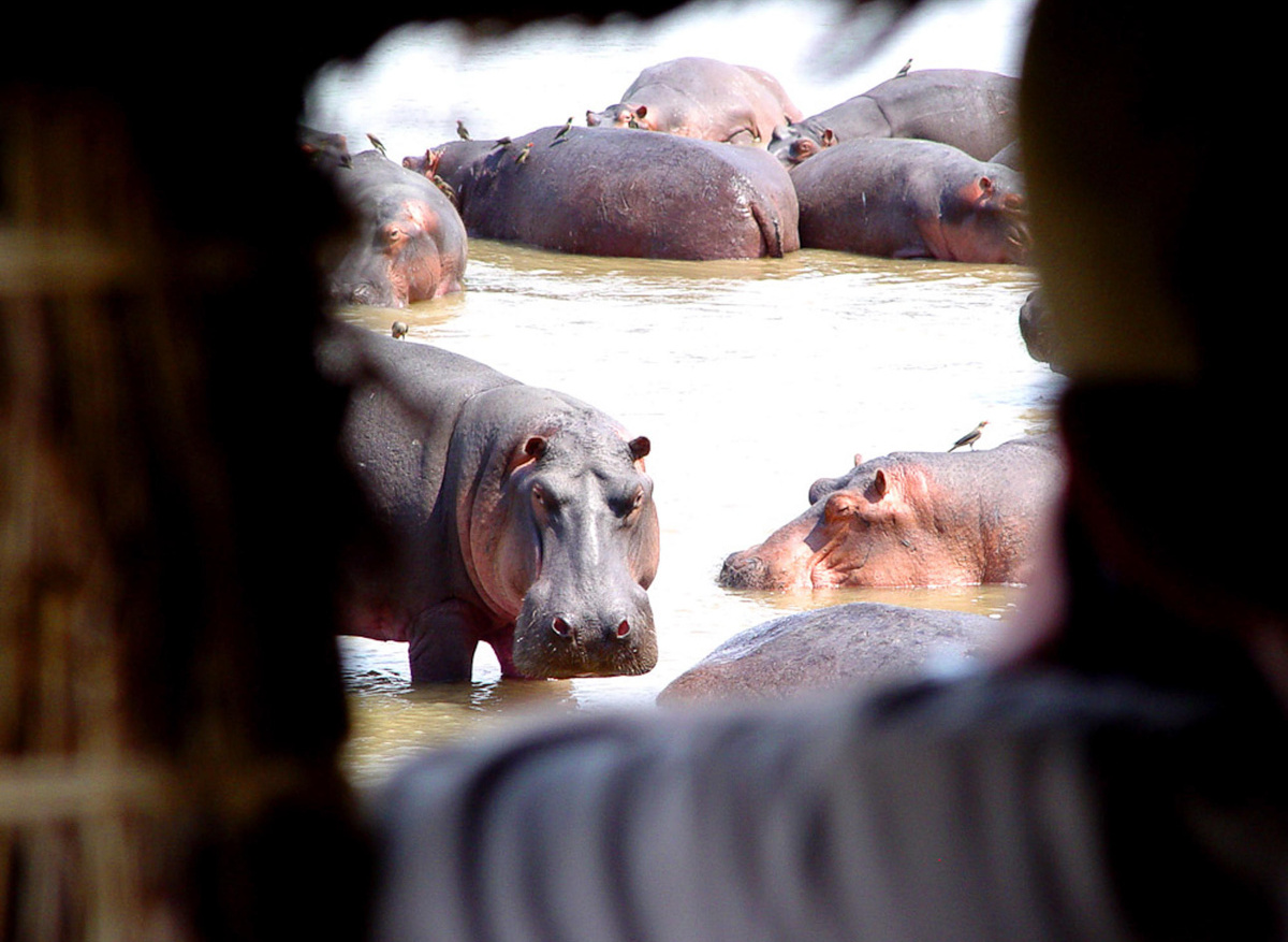 Shenton Safaris Hippo Hide