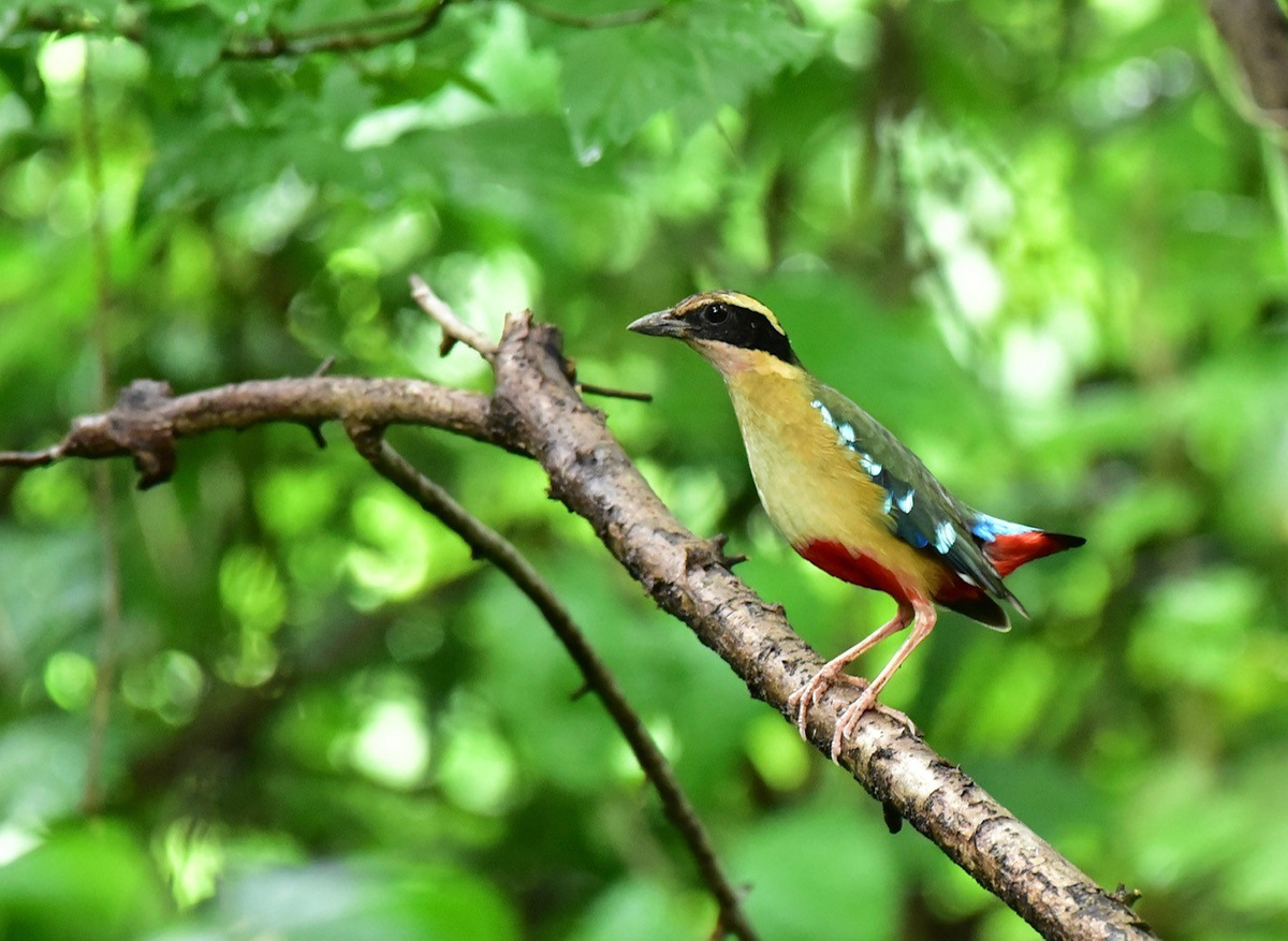 The African Pitta by Ivan Monk