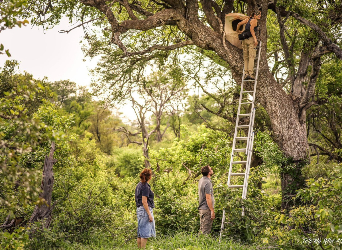 Sponsored Hornbill nest at Baobab Ridge