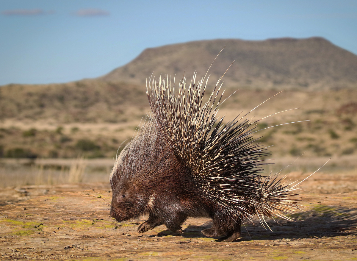 Wildlife- Porcupine 