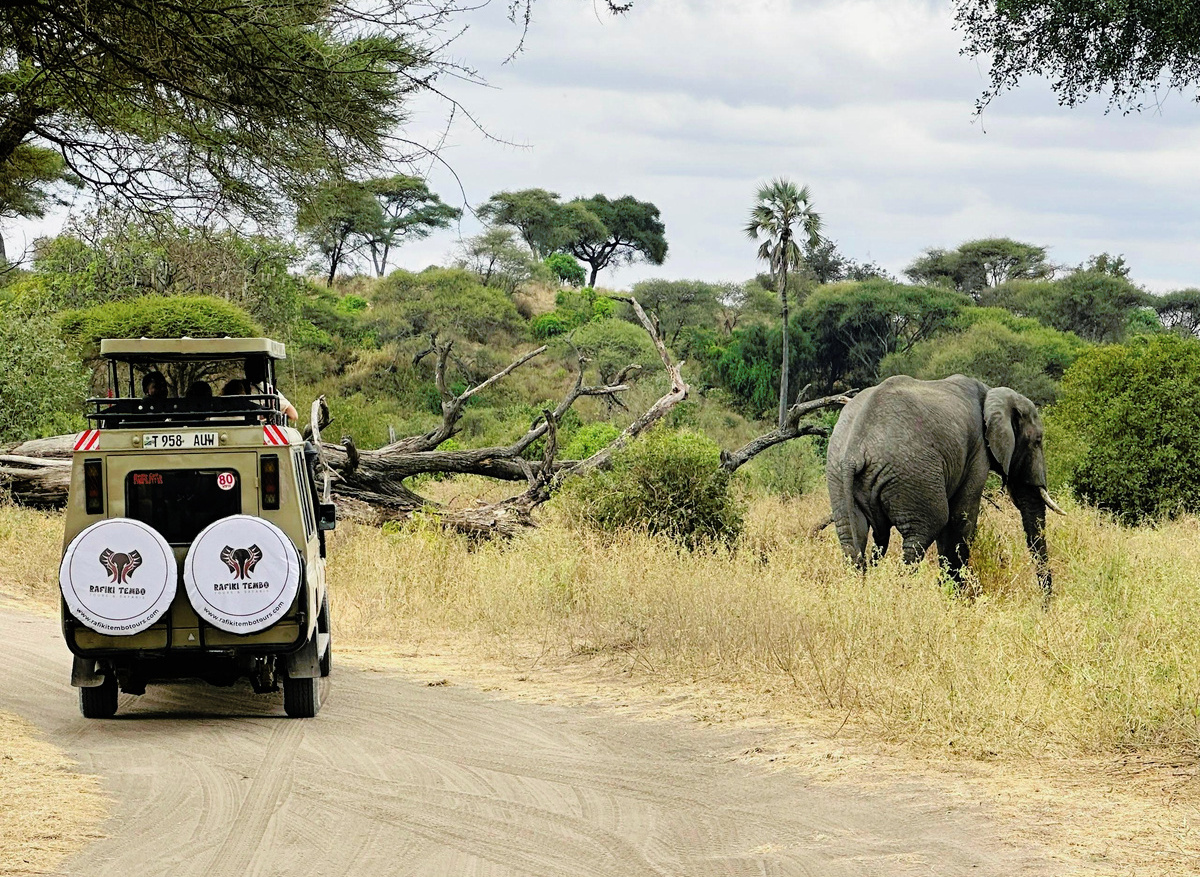Elephant Inside Tarangire National Park Gamedrive with Rafiki Tembo Tours