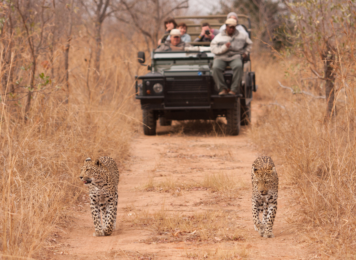 Savanna Safaris Leopard
