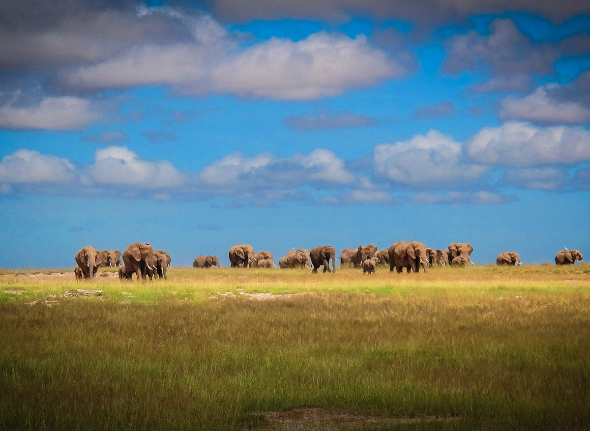 Amboseli eles.jpg