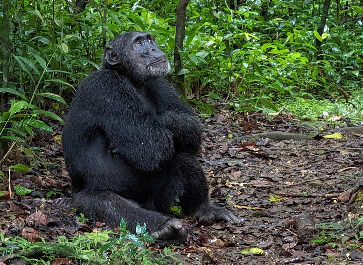 Kibale male chimp