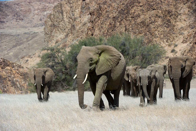 98B3-desert-elephants-dana-allen.jpg