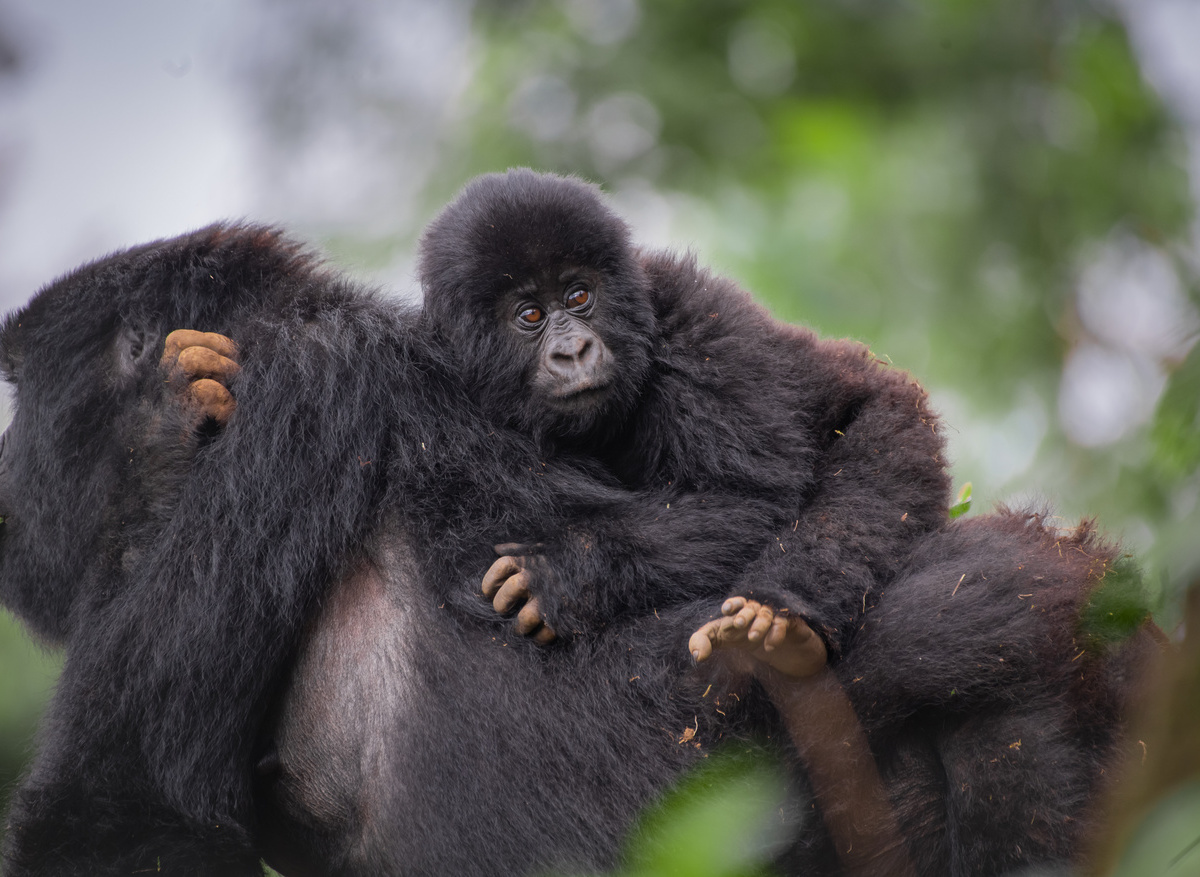 Silverback with a baby gorilla in Bwindi National Park