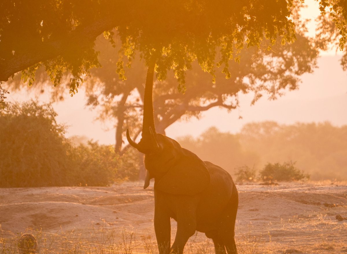 Elephant - Zambia.jpg