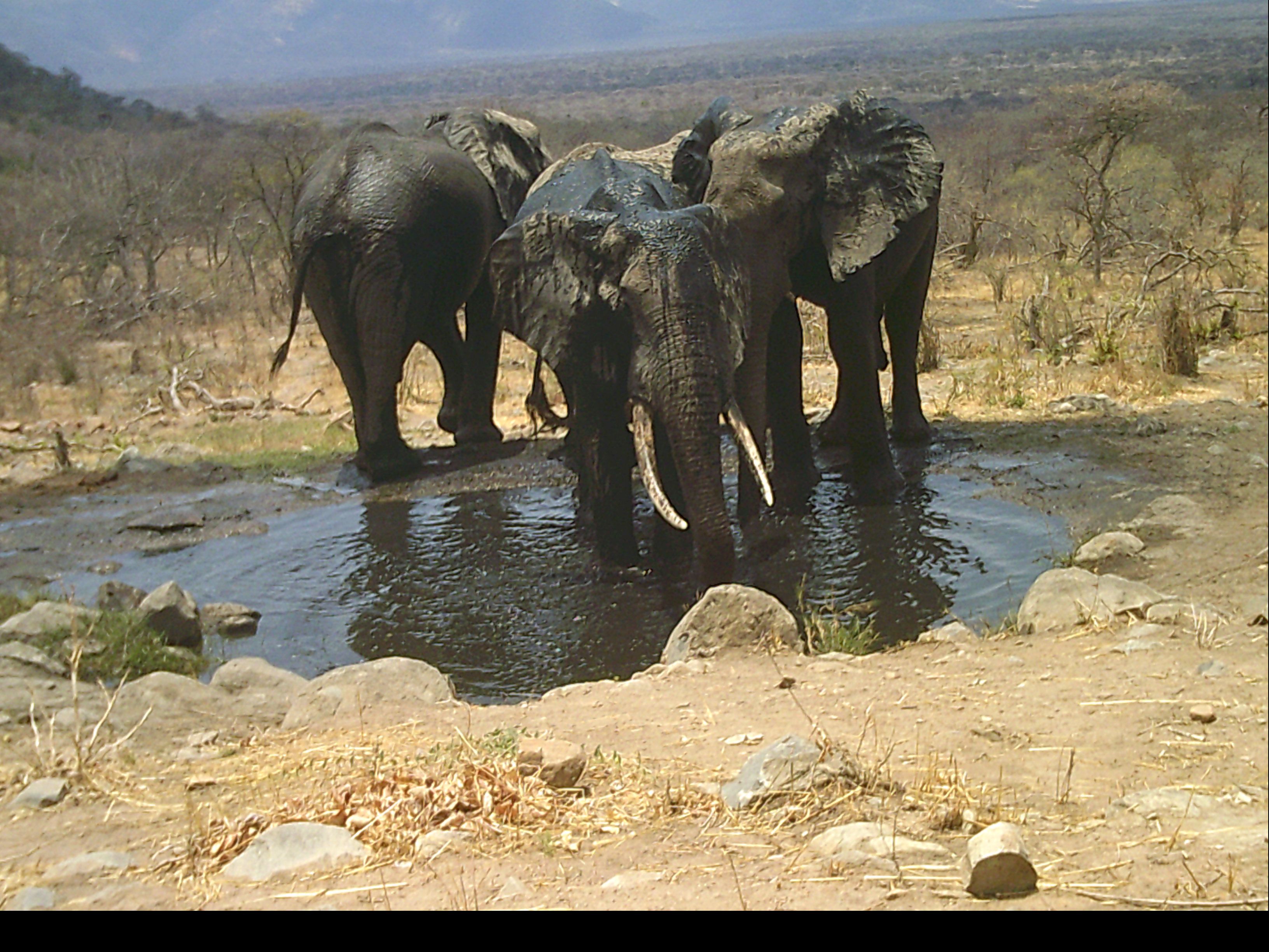 bathing+Ellies+at+the+waterhole.JPG