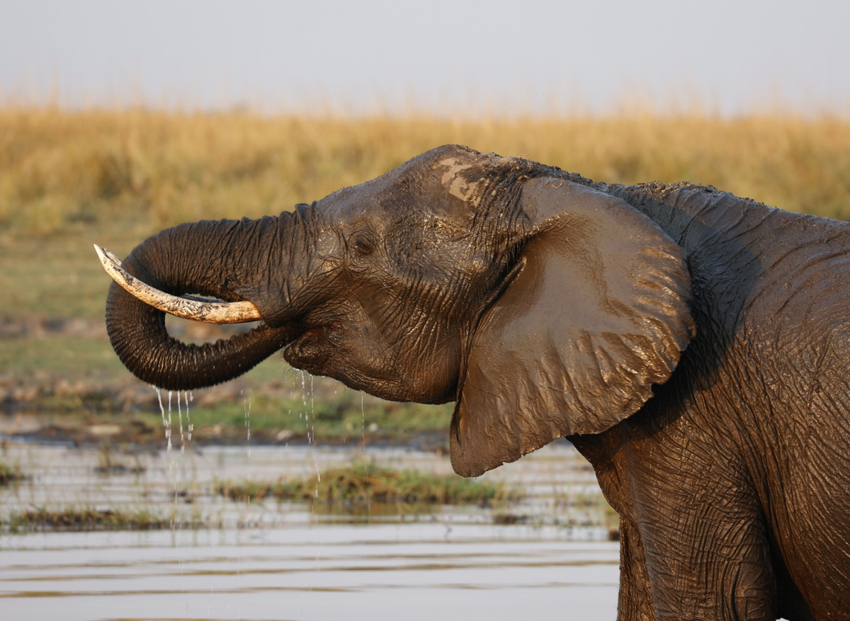 Chobe Elephant