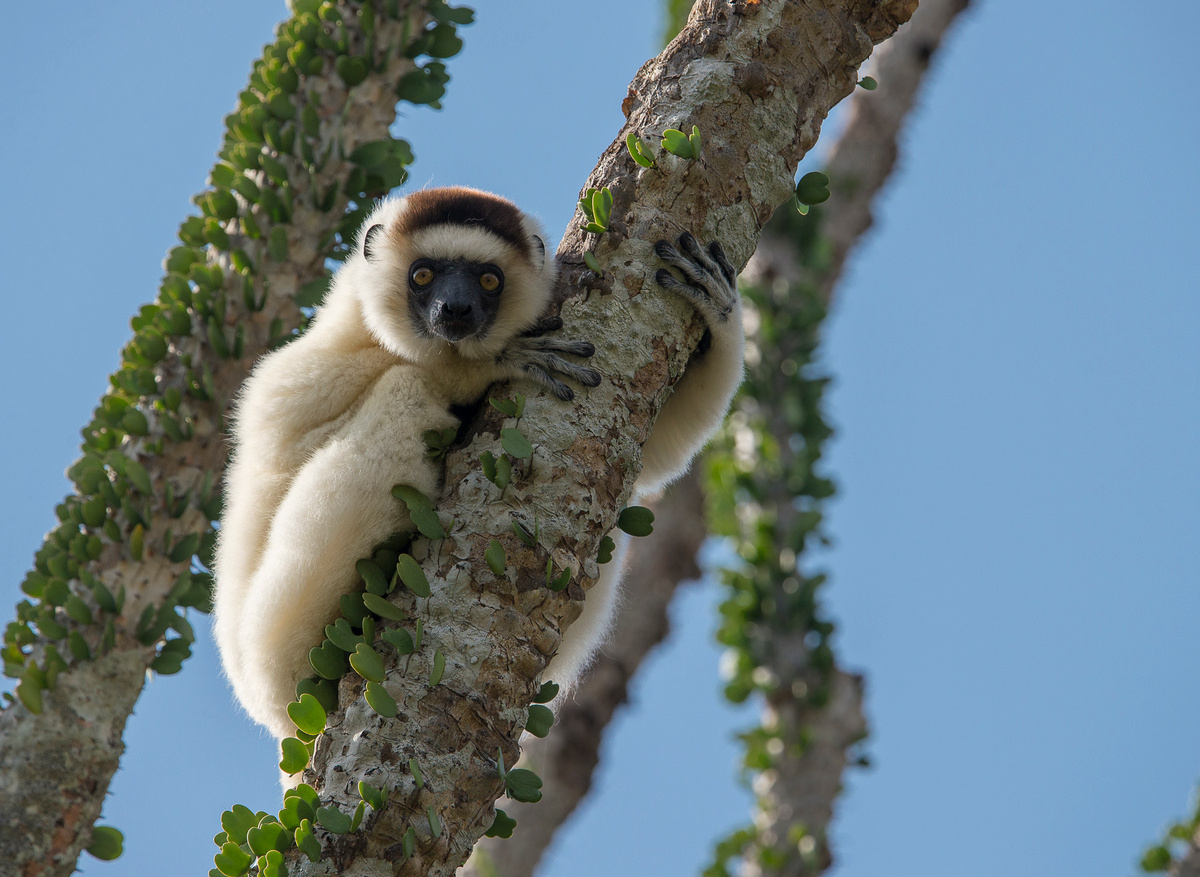 Mandrare River Camp - Forest Walks (1).jpg