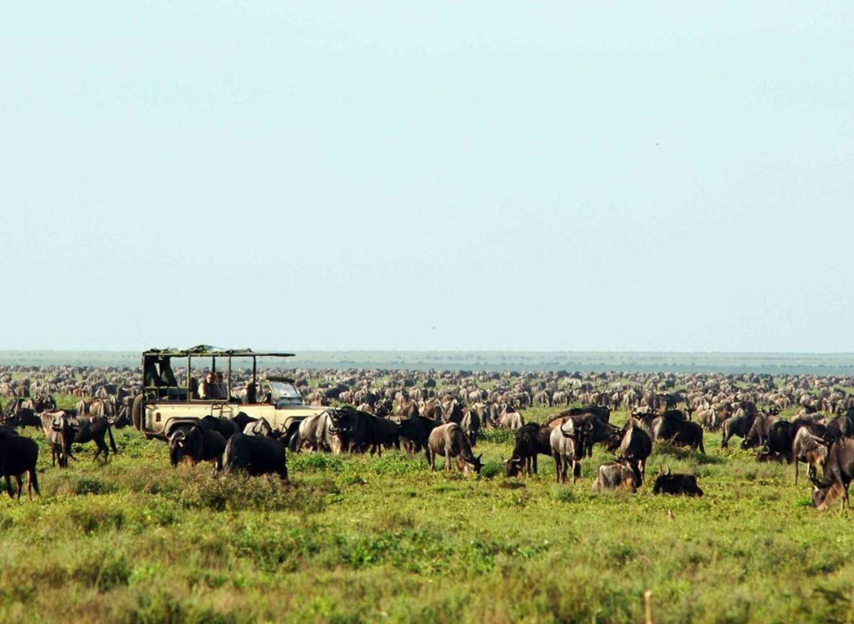 Discover Africa - Migration Safari in the Serengeti, Tanzania
