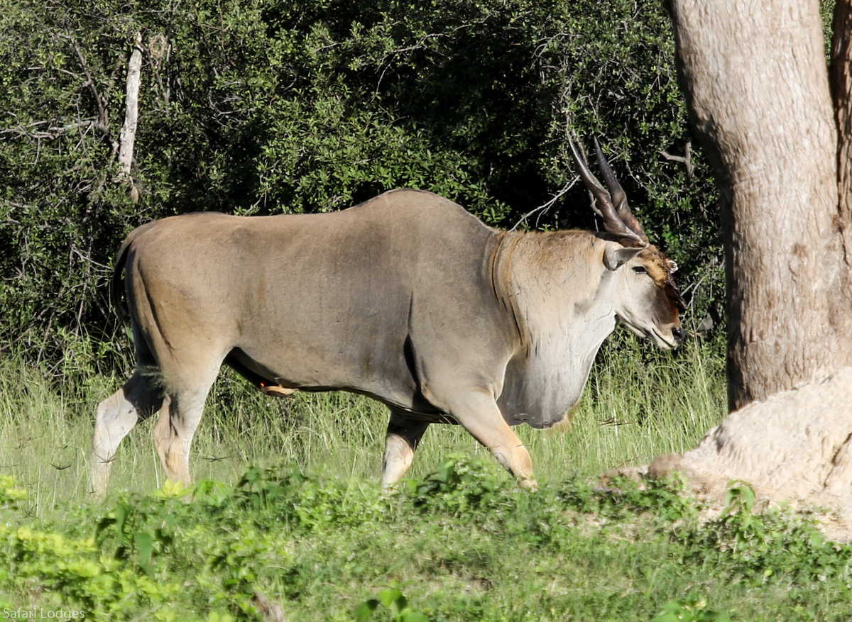Eland Bull, Hwange National Park