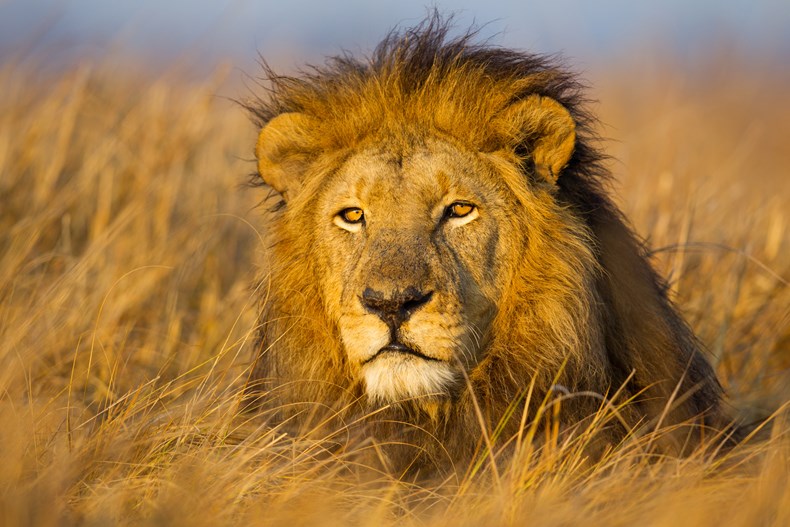 The Lion King: Disney's lion conservation project