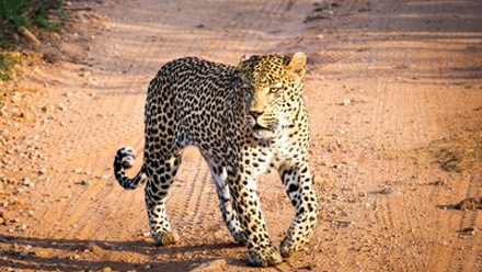 Ulusaba - Leopard.jpg