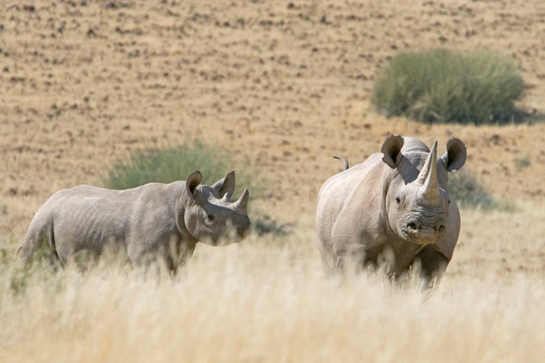 9D7D-wilderness-safaris-namibia_desert-rhino-camp.jpg
