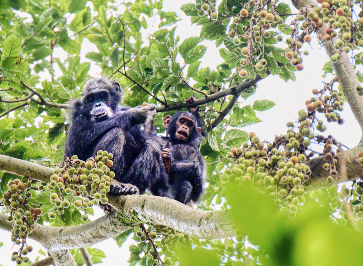 Chimpanzees in Nyungwe National Park 