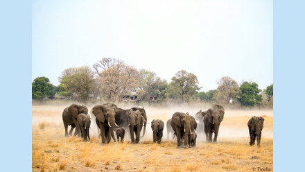 African Monarh Lodges promo image.jpeg