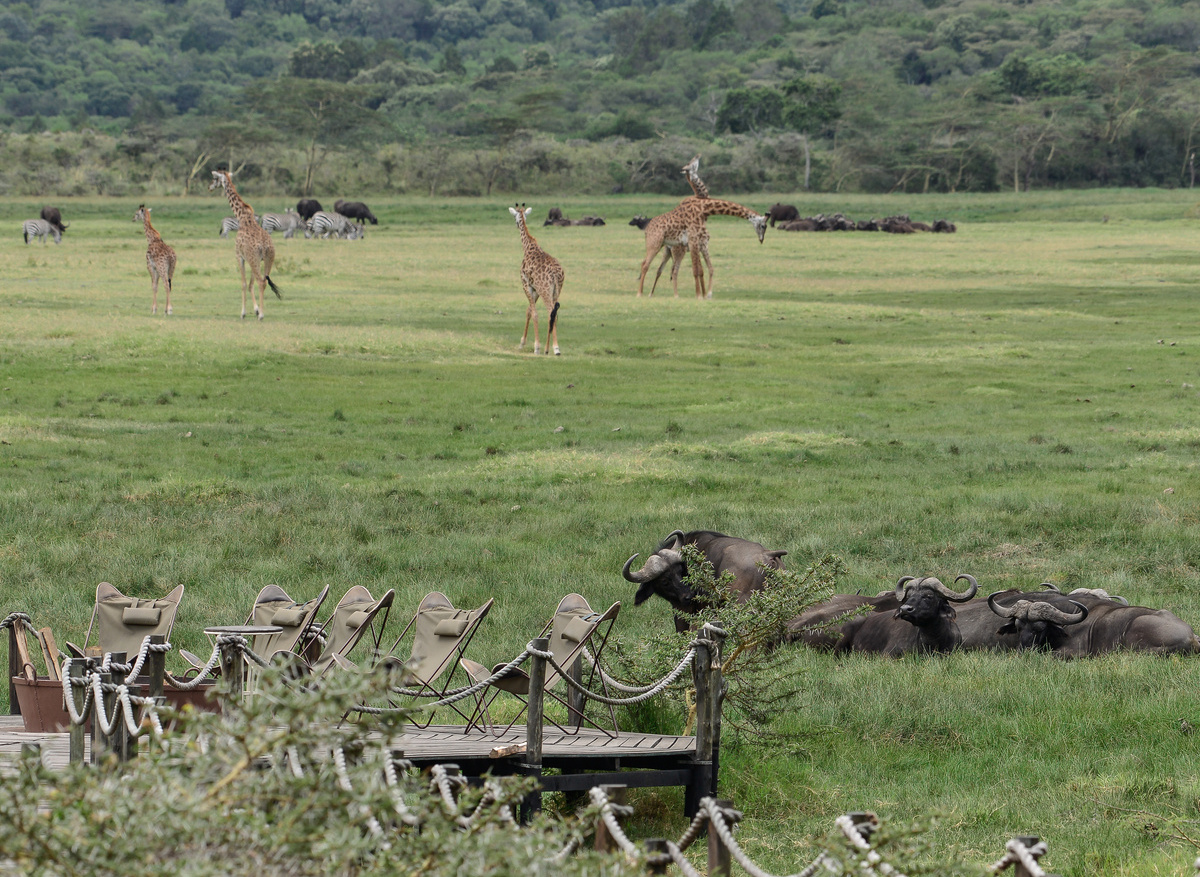 Hatari Walkway & Wildlife