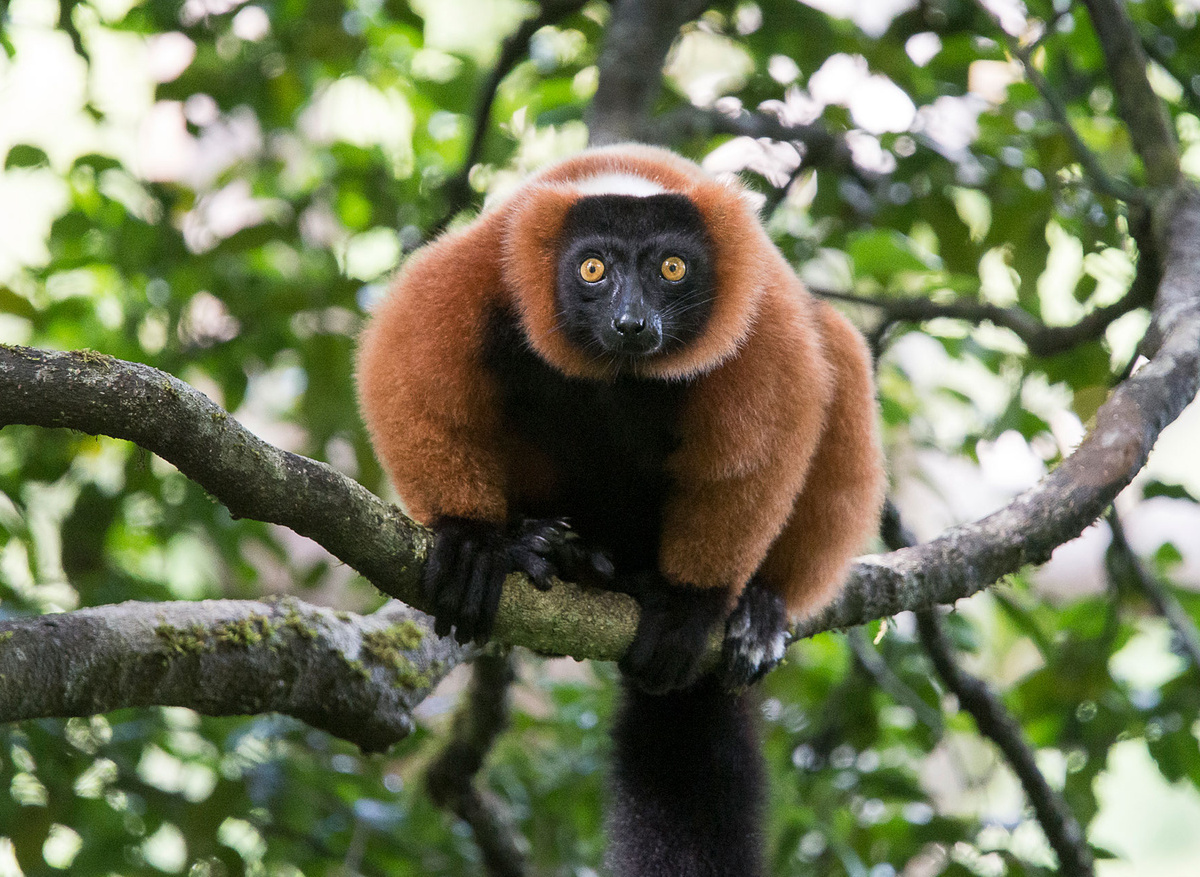 WILD-EXPEDITIONS---Masoala-Forest-Lodge---I-see-you-Red-Ruffed-Lemur-(Louise-Jasper).jpg