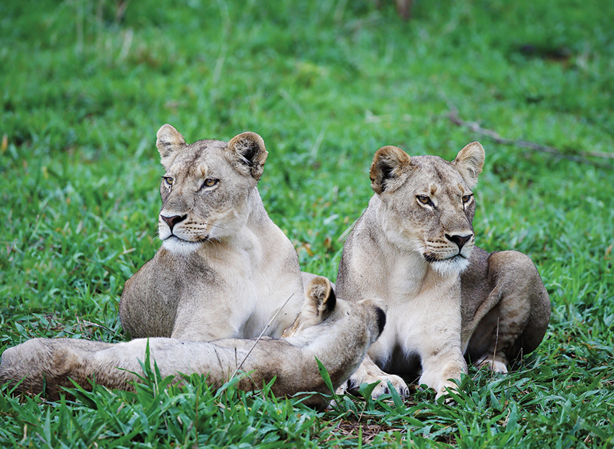 Matetsi_Victoria_Falls_Lions.jpg