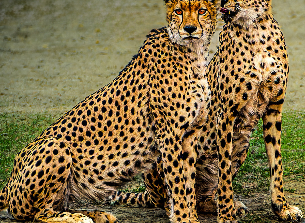 Cheetah Brothers - Ngweshla, Hwange, Zimbabwe