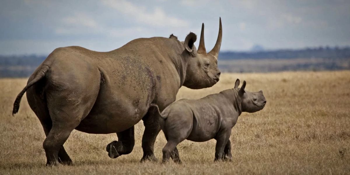 black-rhino-kenya.jpg