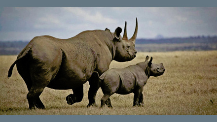 black-rhino-kenya.jpg