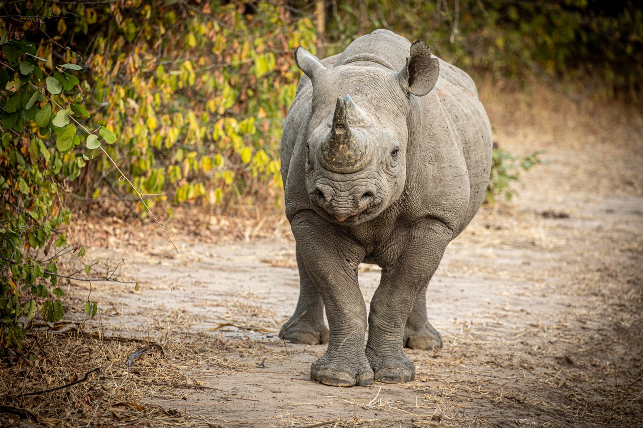 Crafted Africa webinar promo image.jpg