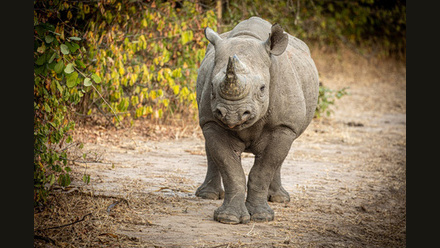 Crafted Africa webinar promo image.jpg