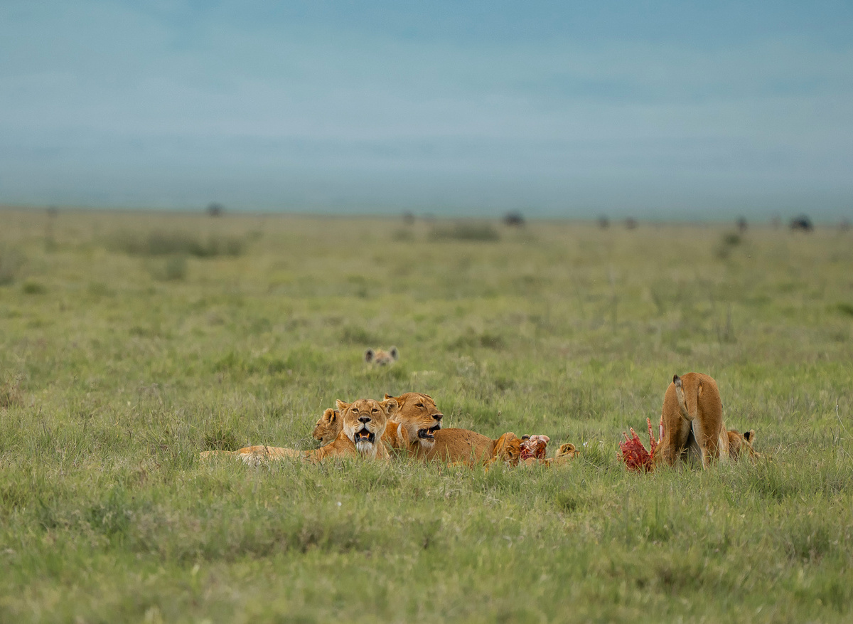 Royal Picture by Rafiki Tembo Tours 