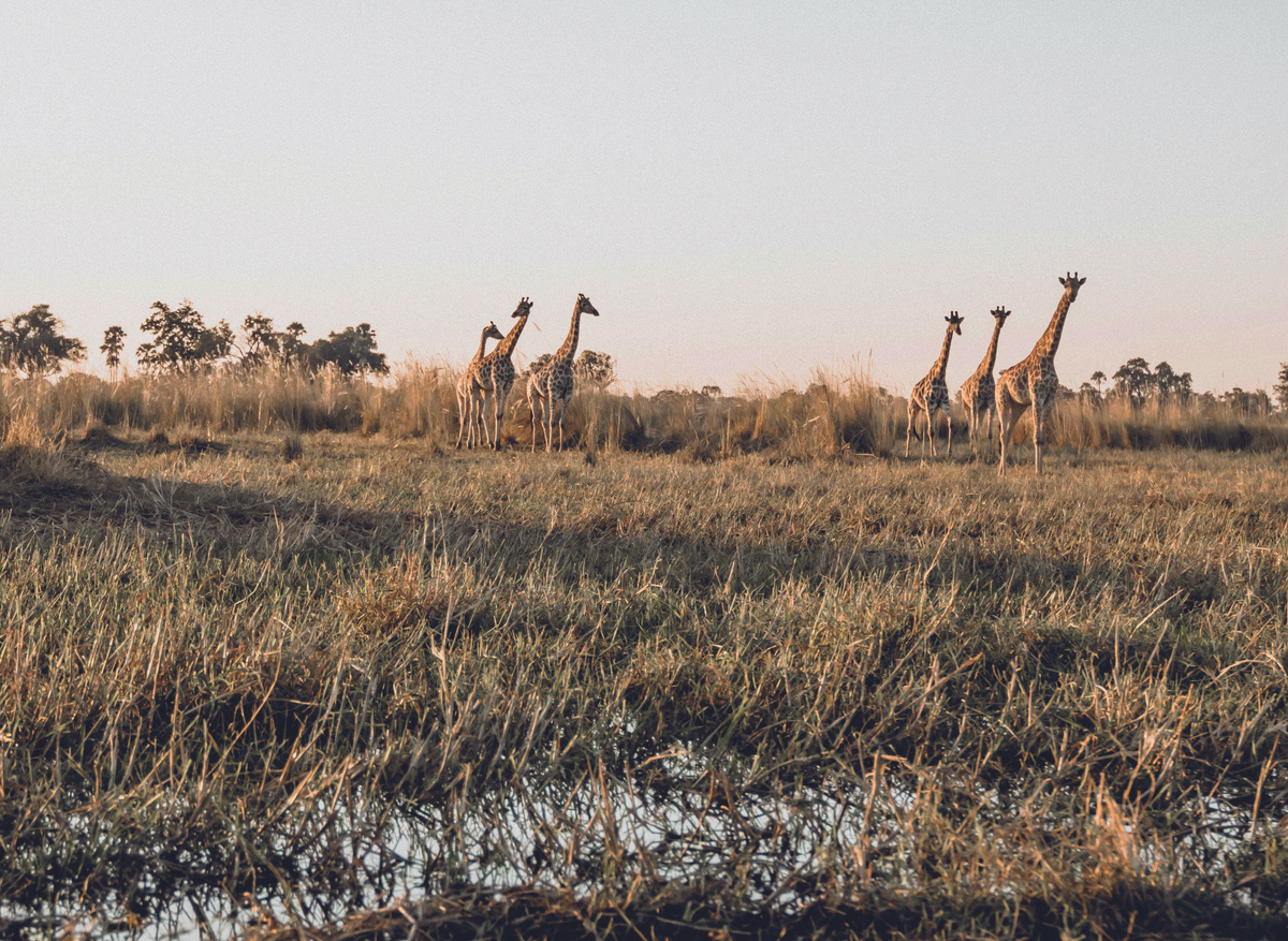Giraffes roaming in the Delta