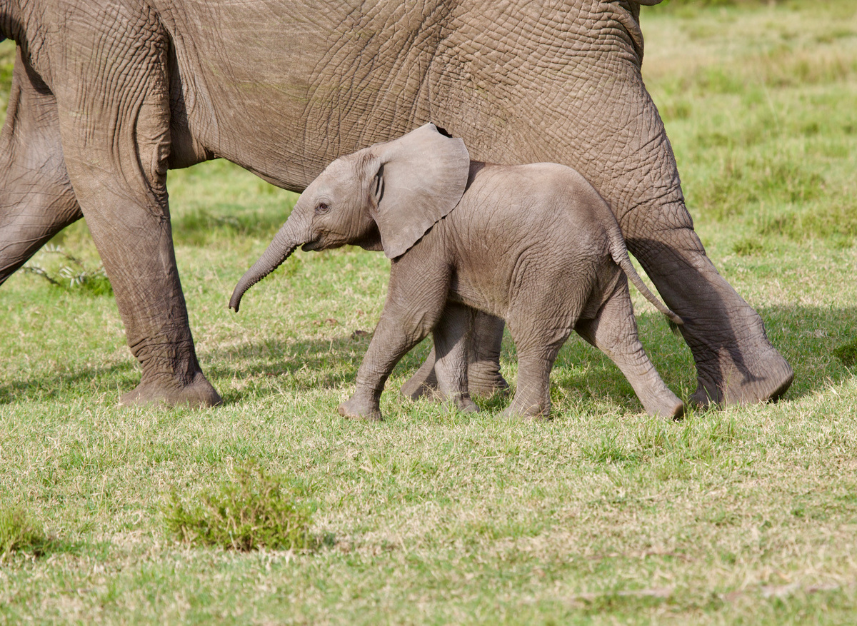 Two months old elephant in Naibosho