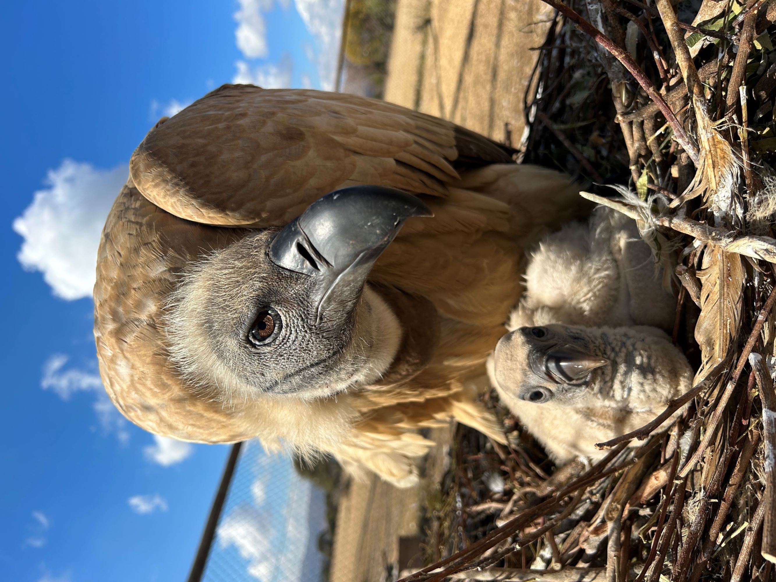 Cape Vulture i.JPG