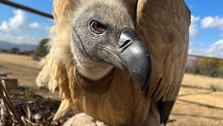 Cape Vulture i.JPG