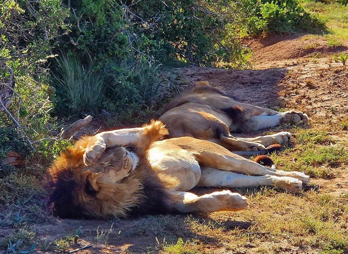 Kariega Game Reserve