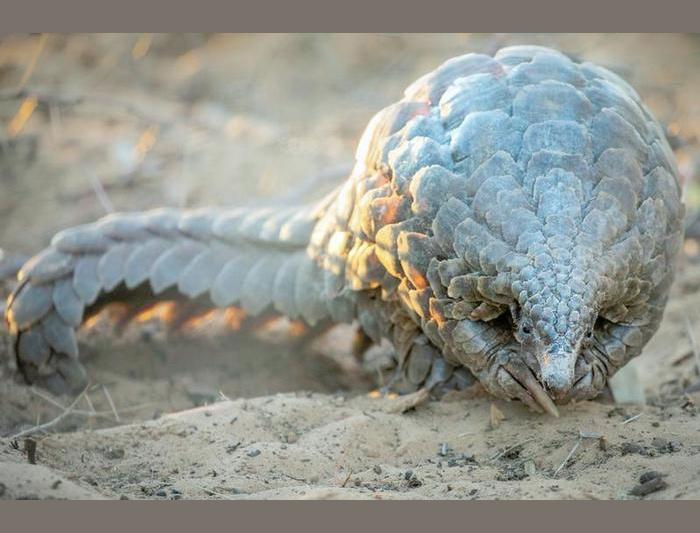 Pangolin+1_Credit+Pangolin.Africa_Helena+Atkinson.jpg