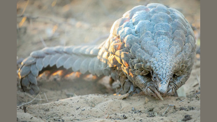 Pangolin+1_Credit+Pangolin.Africa_Helena+Atkinson.jpg