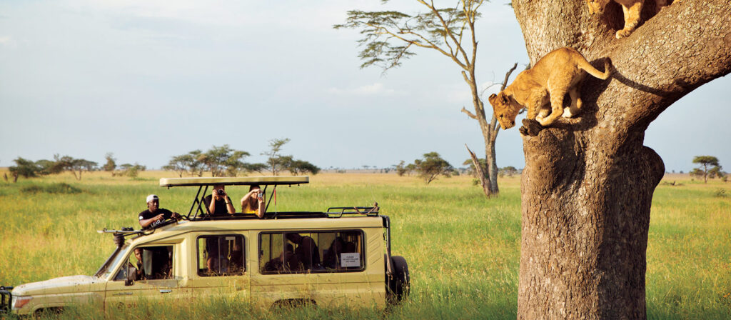 safari-experience-lead-lion-cubs-1024x448.jpg