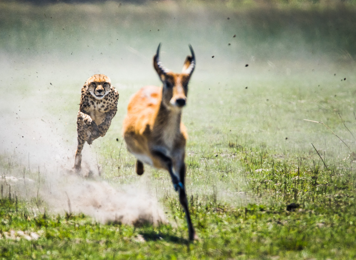 Cheetah chases lechwe towards us
