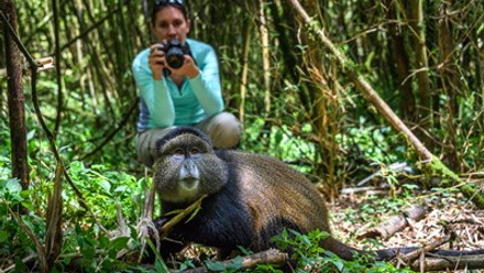 Golden Monkey Trek_Bisate_Rwanda.jpg