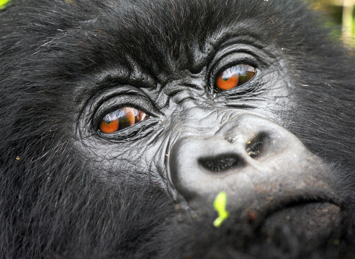 Female Mountain Gorilla Congo.jpg