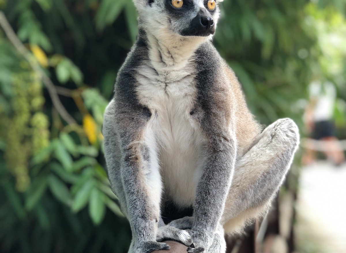 lemur-madagascar.jpeg